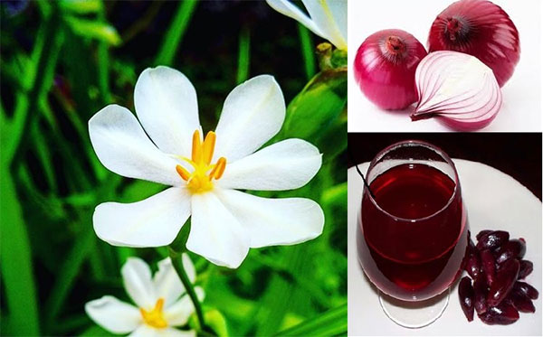 Sản phẩm được chiết xuất từ tỏi đỏ quý hiếm