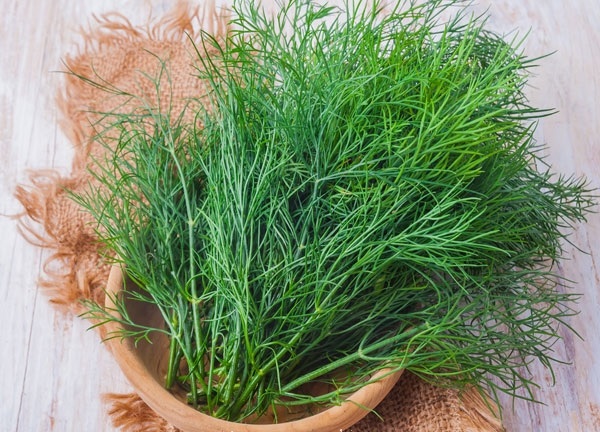 Thì là là loại gia vị tốt cho sức khỏe của trẻ